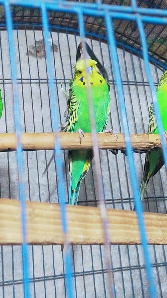 Black Wing Black Face Budgie (Australian Parrots) for Sale. 4