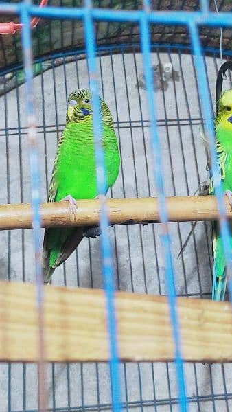 Black Wing Black Face Budgie (Australian Parrots) for Sale. 5