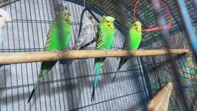 Black Wing Black Face Budgie (Australian Parrots) for Sale. 6