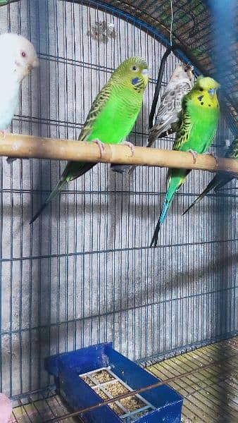 Black Wing Black Face Budgie (Australian Parrots) for Sale. 7