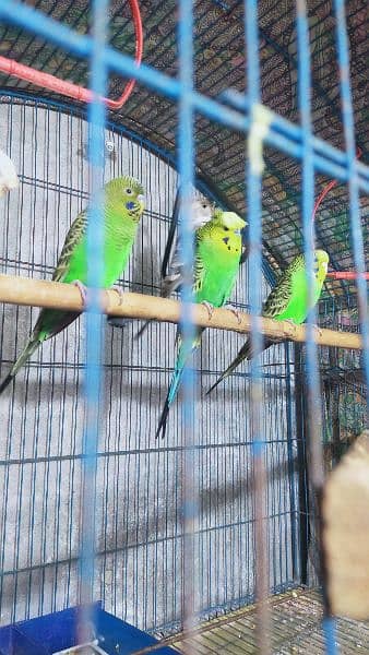 Black Wing Black Face Budgie (Australian Parrots) for Sale. 8