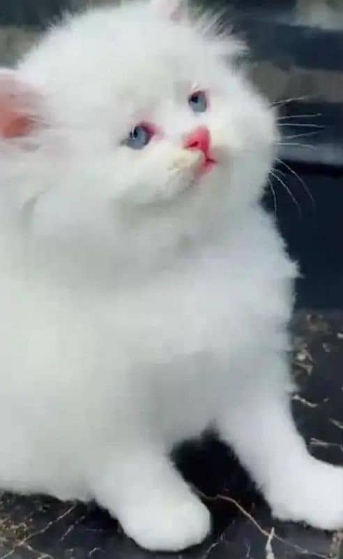 Persian beautiful Cat for sale/0320/69/30/694 my WhatsApp number 0