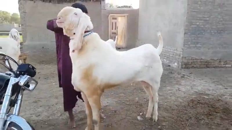 desi Bakra for sale WhatsApp number 03494717204) 1