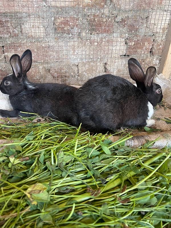 Male rabbit available 0