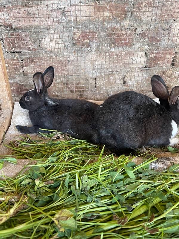 Male rabbit available 2