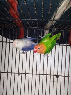 Love bird,Parrot,opaline,albino, cocktail,pale fellow,cage0327-0277654