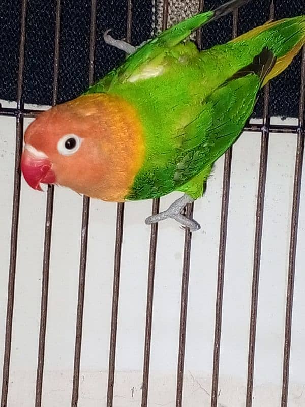 Love bird,Parrot,opaline,albino, cocktail,pale fellow,cage0327-0277654 3