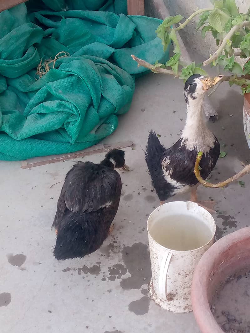 Healthy and active ducks for sale or exchange with hens 0