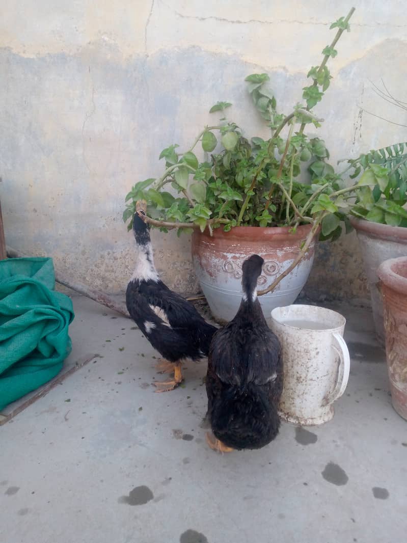 Healthy and active ducks for sale or exchange with hens 1