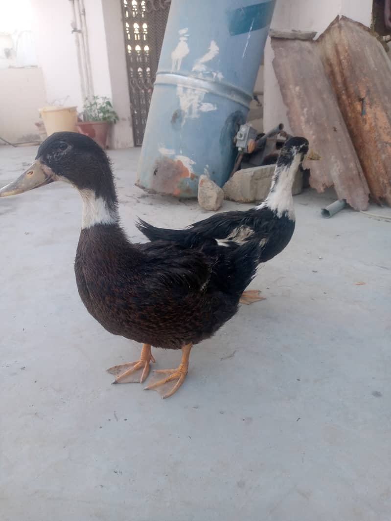 Healthy and active ducks for sale or exchange with hens 2