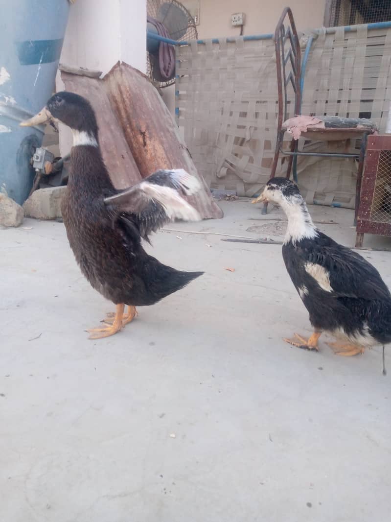 Healthy and active ducks for sale or exchange with hens 3