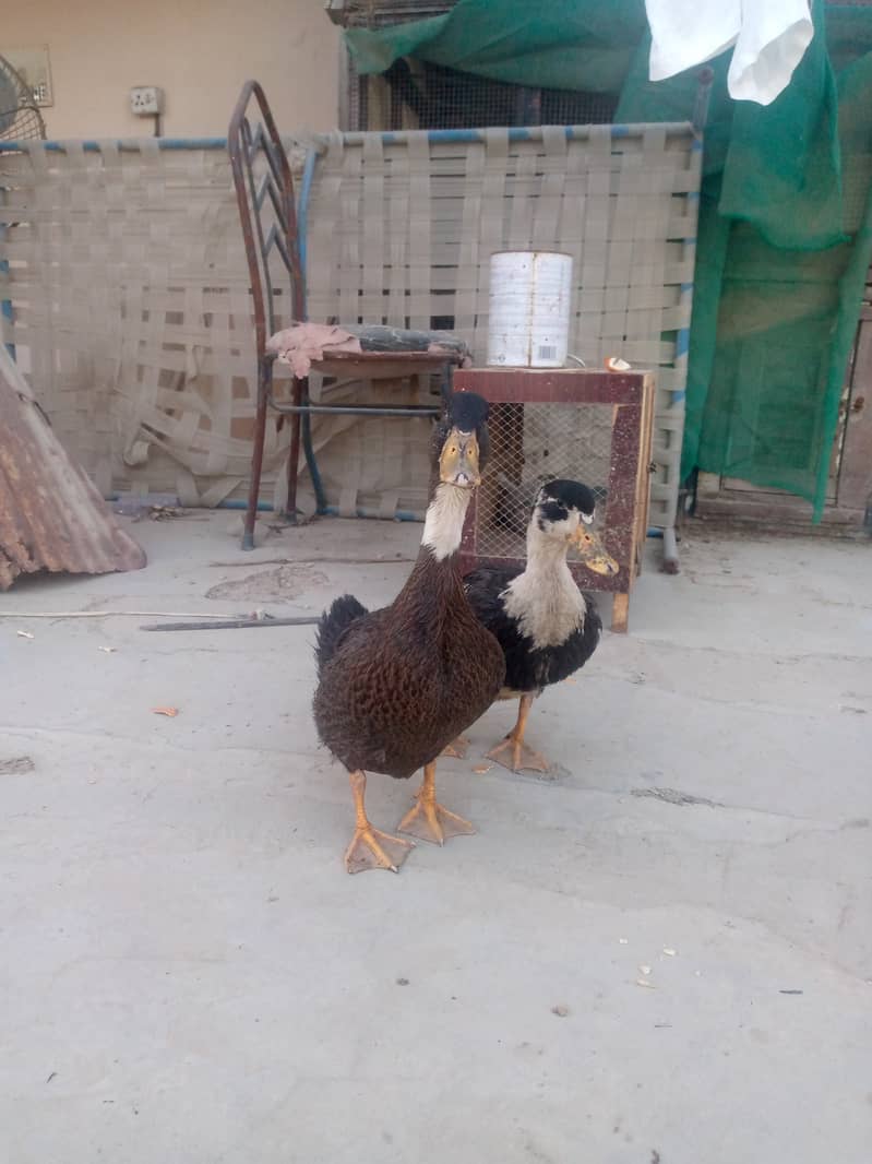 Healthy and active ducks for sale or exchange with hens 4