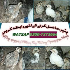 BATAIR BEST FOR SALES and good quality hen and parrot and birds