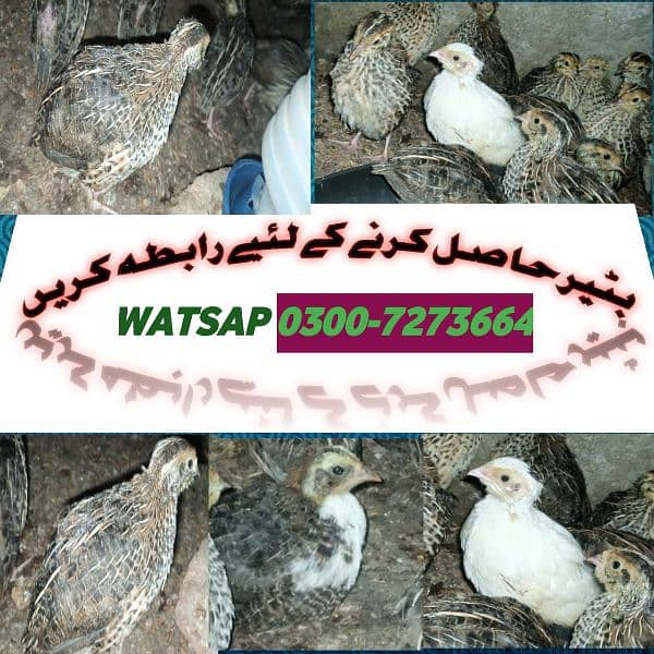 BATAIR BEST FOR SALES and good quality hen and parrot and birds 0