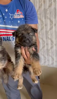 German Shepherd dog puppies gsd