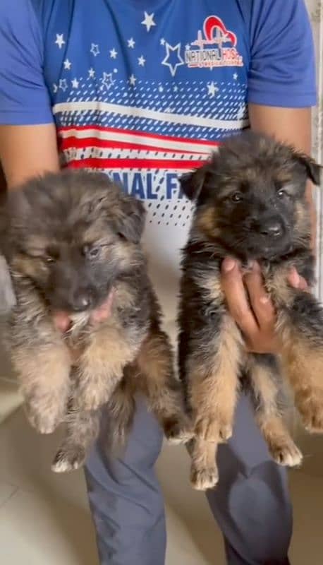 German Shepherd dog puppies gsd 1