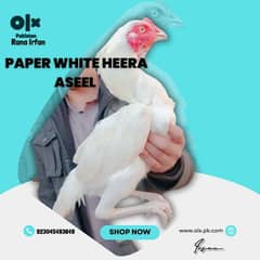 Paper White heera Aseel