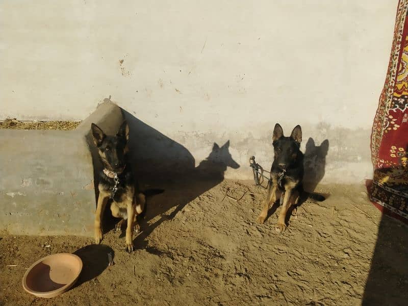 Alsatian pair dogs 3