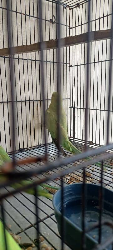 green parrot Fully breder pair ha all okay ha 2