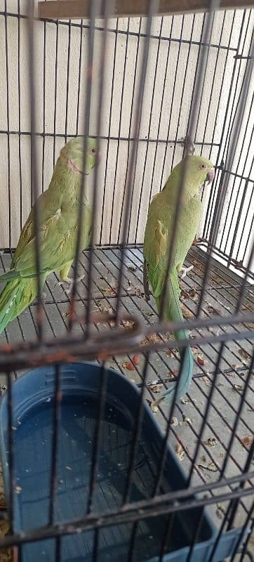 green parrot Fully breder pair ha all okay ha 3