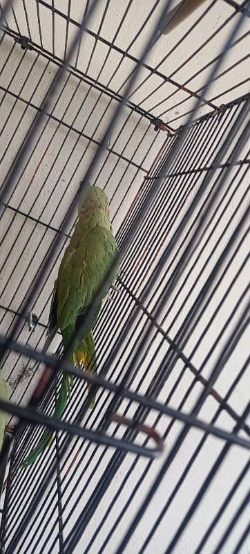 green parrot Fully breder pair ha all okay ha 4