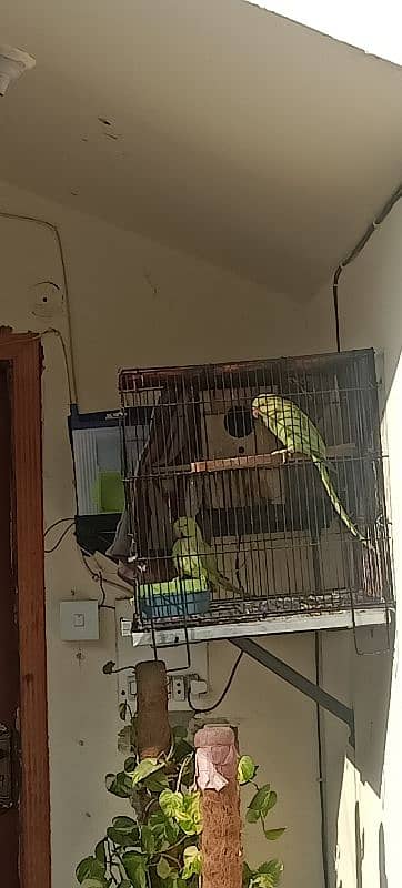 green parrot Fully breder pair ha all okay ha 5