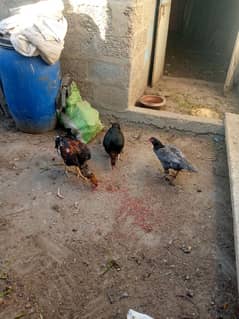 Aseel Hens for sale