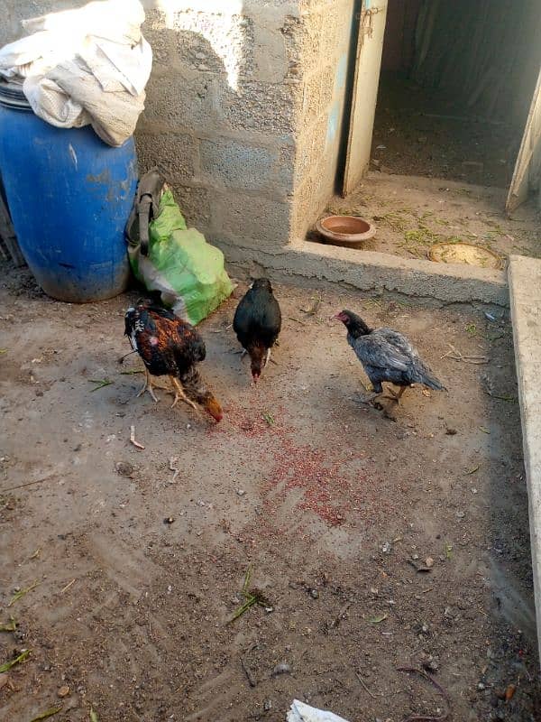 Aseel Hens for sale 0