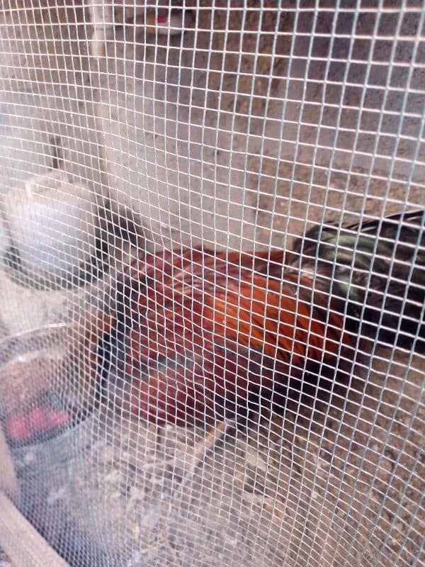 Aseel Hens for sale 1