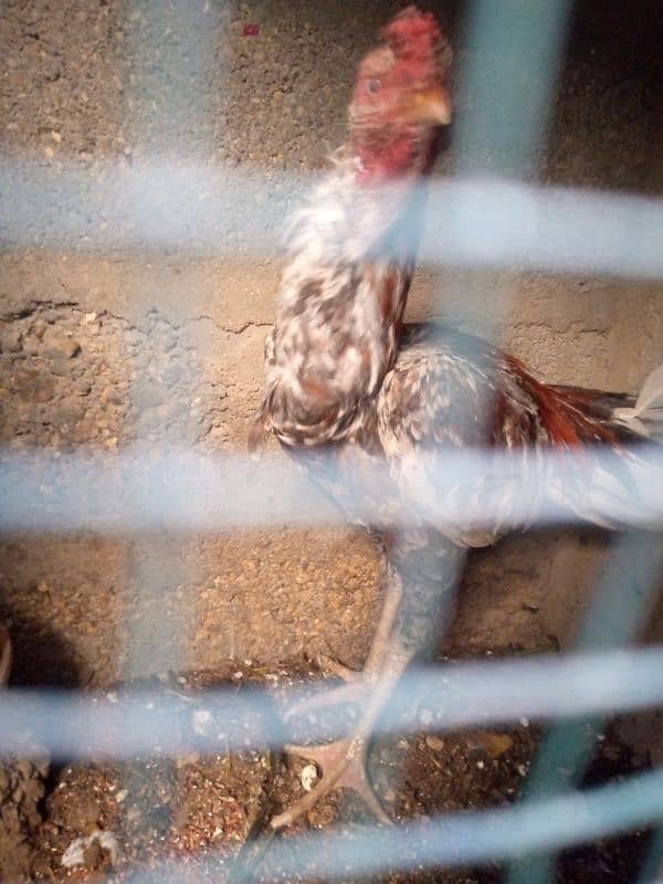 Aseel Hens for sale 2