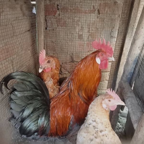 1 male hen and 4 female hens (eggs granted) 1