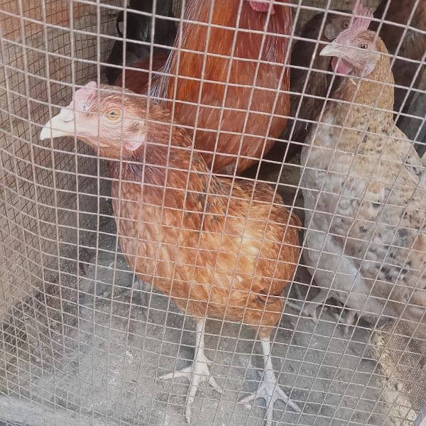 1 male hen and 4 female hens (eggs granted) 2