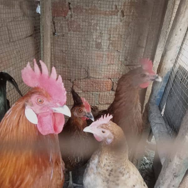 1 male hen and 4 female hens (eggs granted) 3