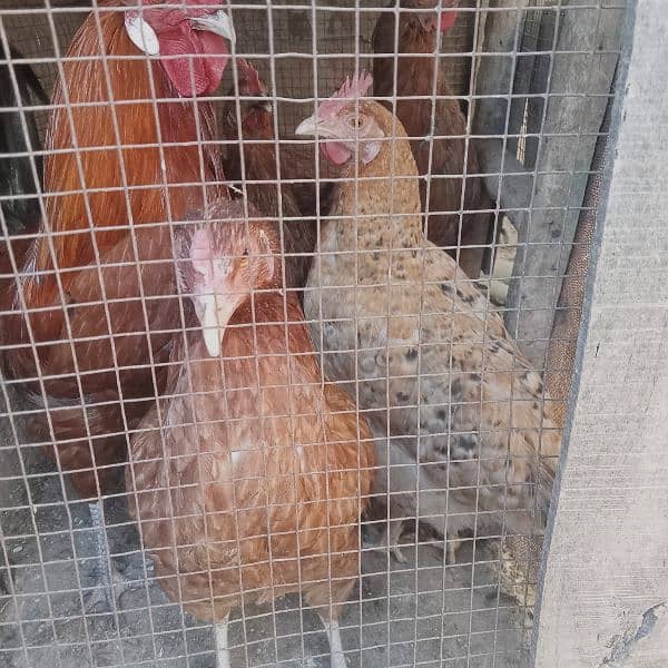 1 male hen and 4 female hens (eggs granted) 4