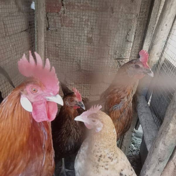 1 male hen and 4 female hens (eggs granted) 6