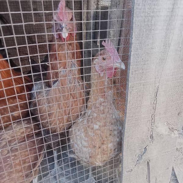 1 male hen and 4 female hens (eggs granted) 7