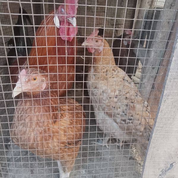 1 male hen and 4 female hens (eggs granted) 8