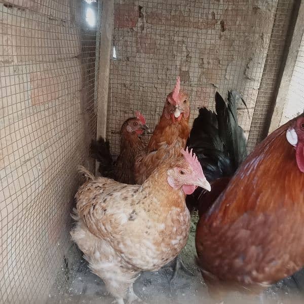 1 male hen and 4 female hens (eggs granted) 9