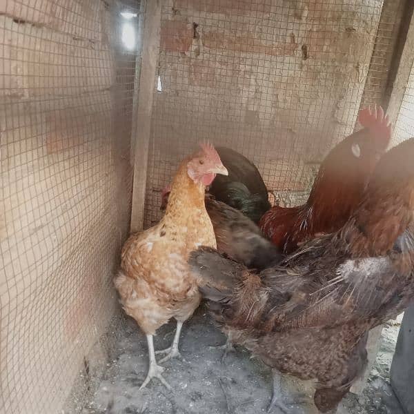 1 male hen and 4 female hens (eggs granted) 10