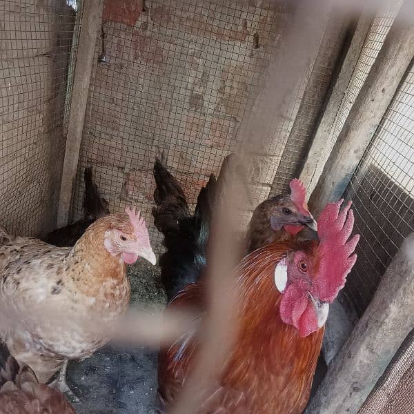 1 male hen and 4 female hens (eggs granted) 11