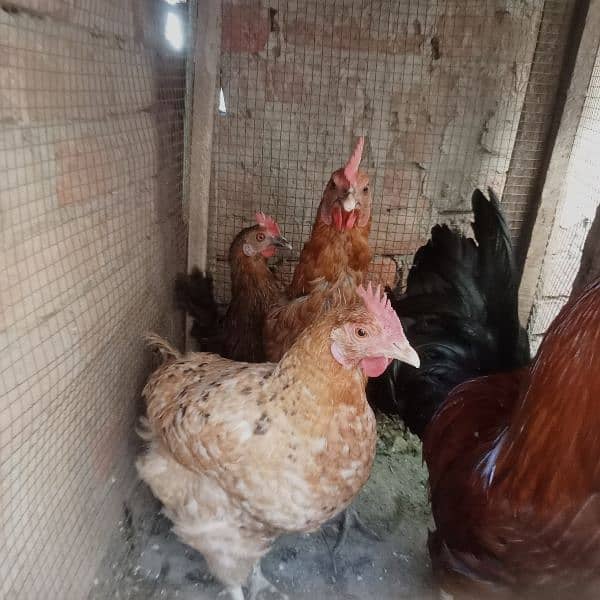 1 male hen and 4 female hens (eggs granted) 12