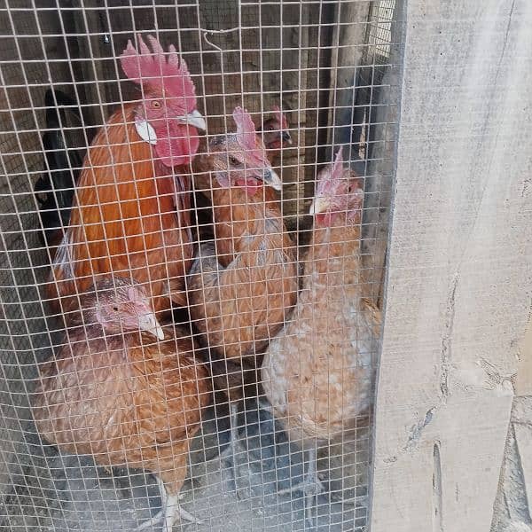 1 male hen and 4 female hens (eggs granted) 13