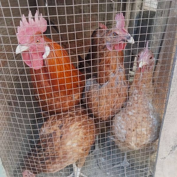 1 male hen and 4 female hens (eggs granted) 14