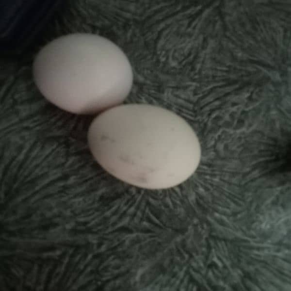 1 male hen and 4 female hens (eggs granted) 16