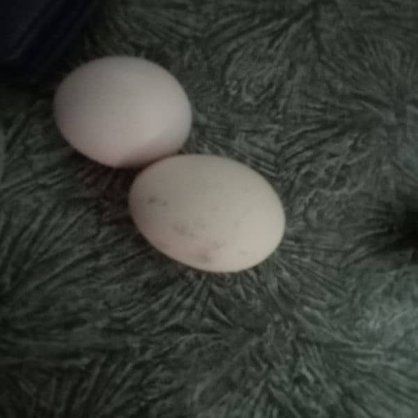 1 male hen and 4 female hens (eggs granted) 17