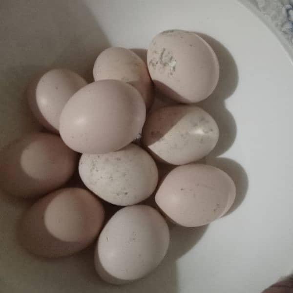 1 male hen and 4 female hens (eggs granted) 18