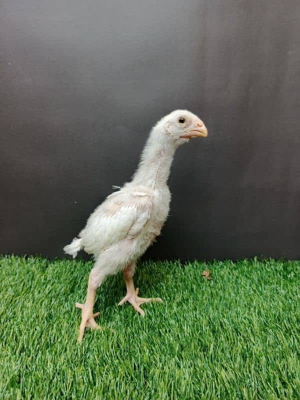 Top quality white shamo chicks available 0