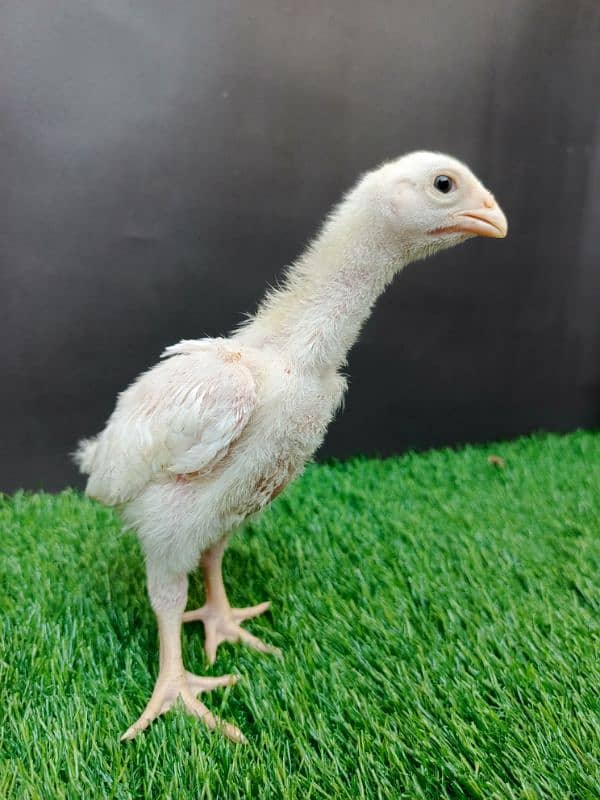 Top quality white shamo chicks available 1