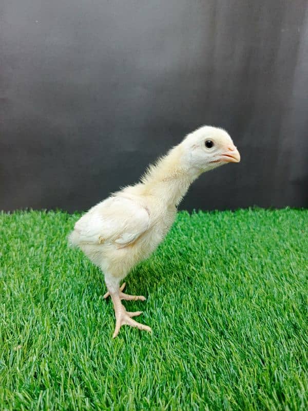 Top quality white shamo chicks available 2