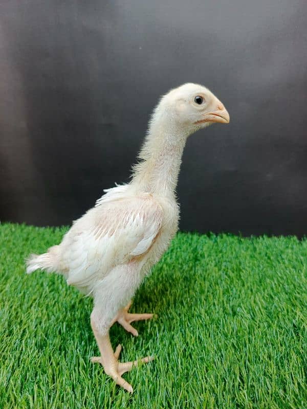 Top quality white shamo chicks available 3